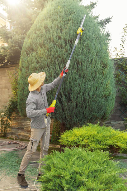 Reliable Spring Park, MN Tree Care  Solutions